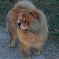 Delitiger Chows